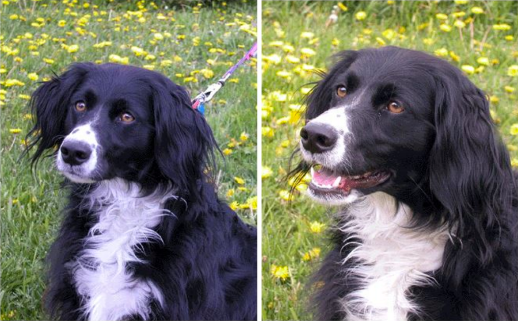 Photo of two dogs. Select which one would you like to pet