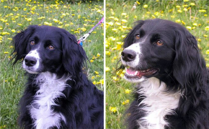 Event - Become a Dog Detective