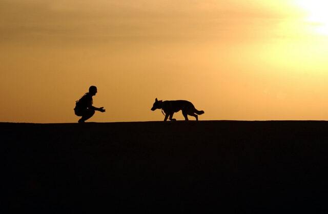 How do I find a good dog trainer?