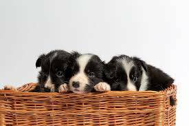 Finding a Reputable Breeder