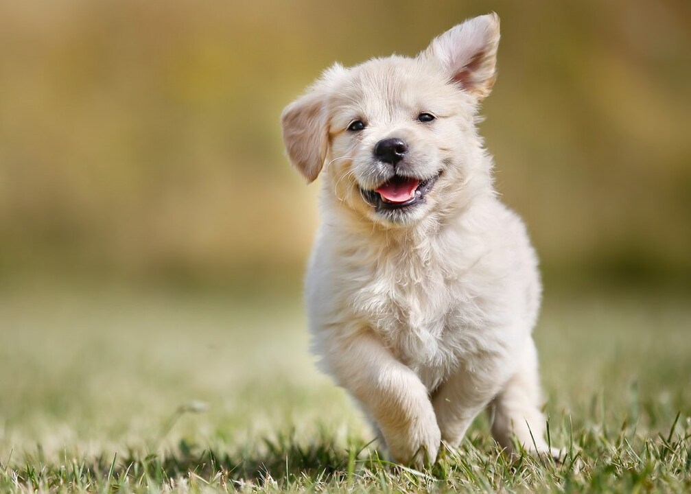 Puppies Galore!
