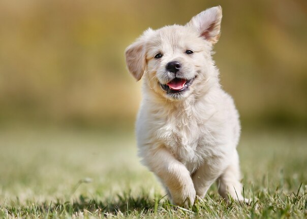 Puppies Galore!