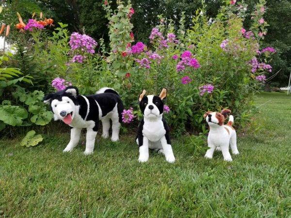Reactivity in Dogs