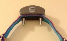 Shock Collars