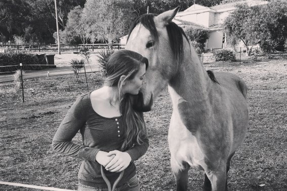 The Story of a Brumby Stallion