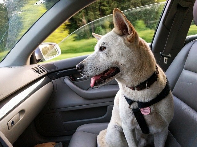 Traveling with your Pets