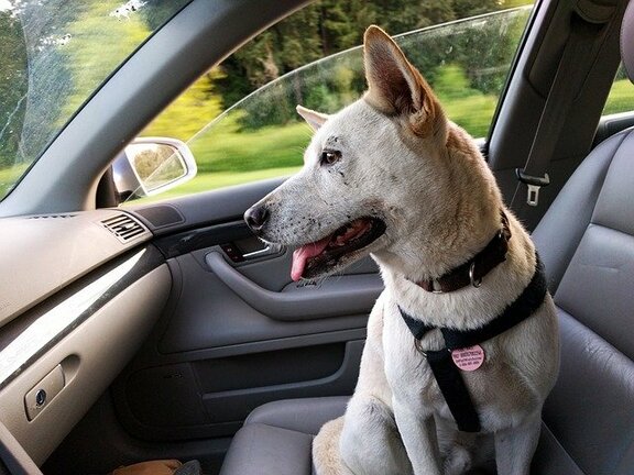 Traveling with your Pets